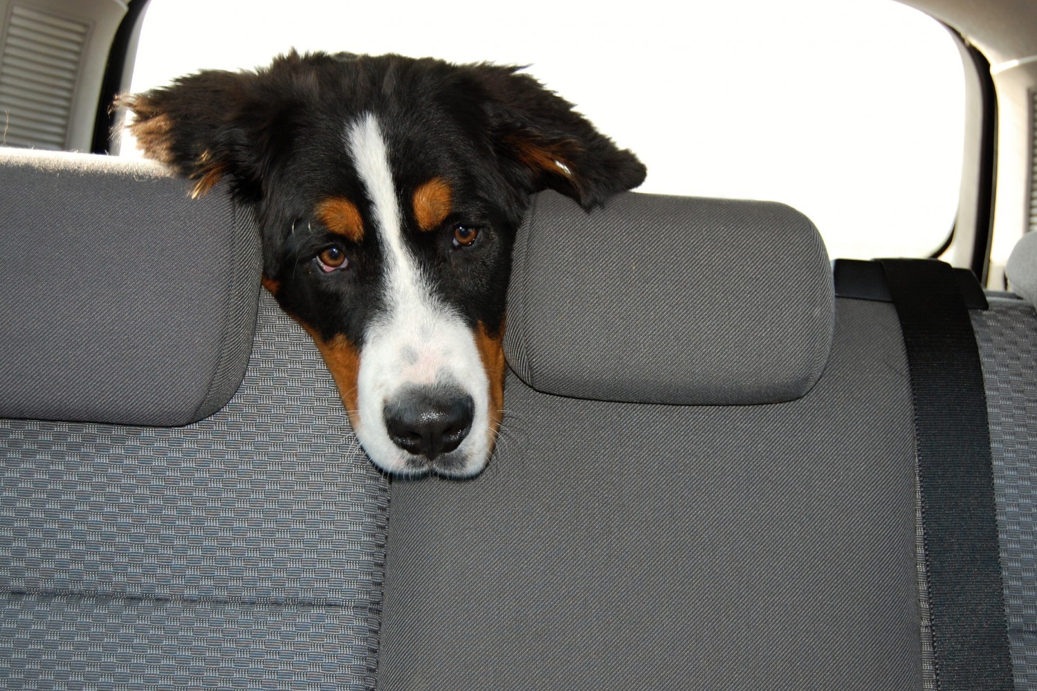 Tri-colored Dog in Car Tri-colored Dog in Car