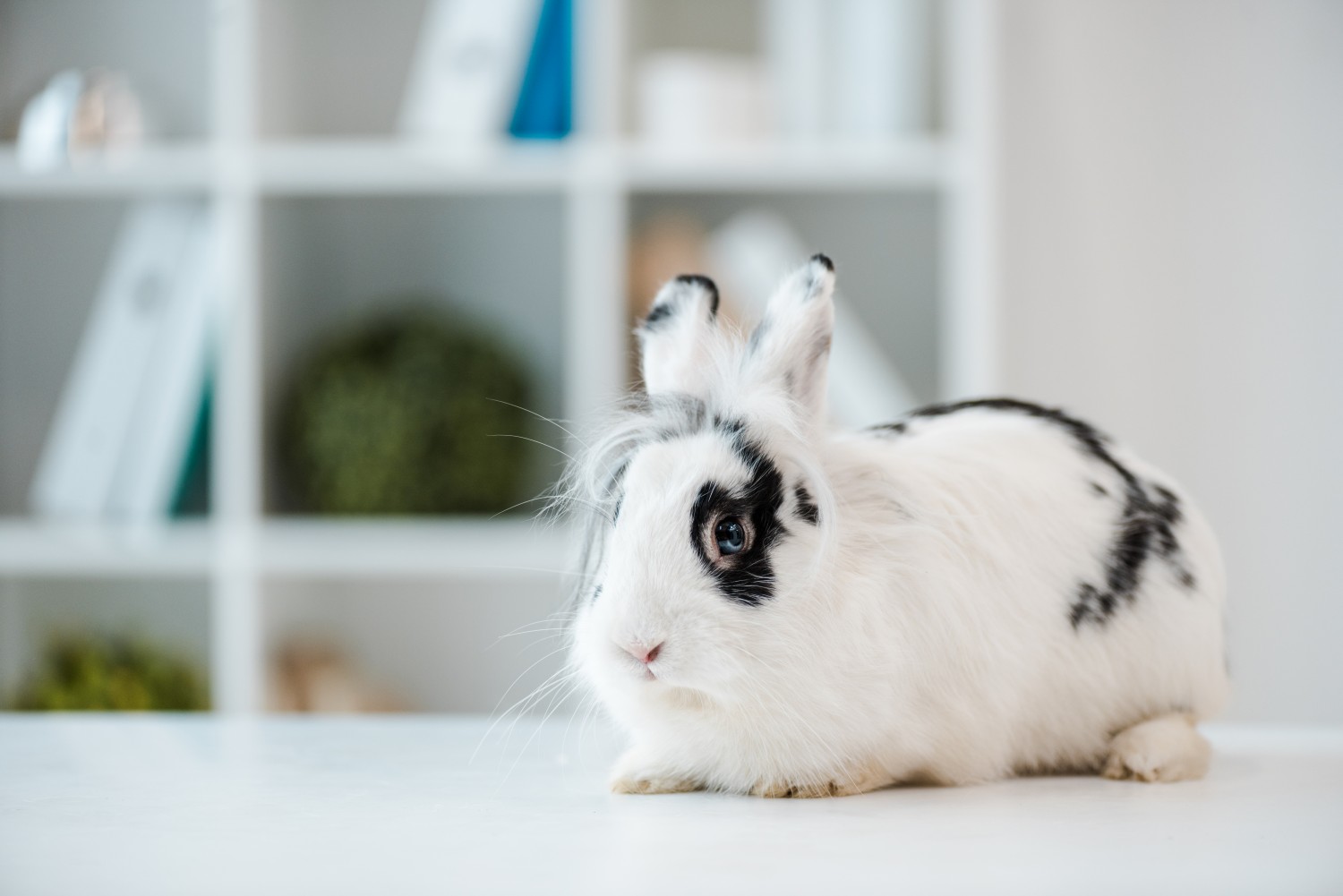 Picture of rabbit